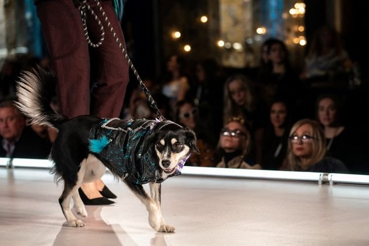 Lucu, Aksi Anjing Ini Berjalan di Atas Catwalk di New York Fashion Week