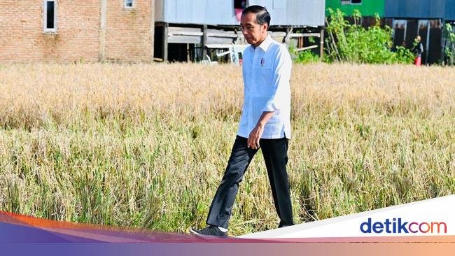 Jokowi Harap Lumbung Beras Sulsel Surplus, Lebihnya buat Daerah Lain