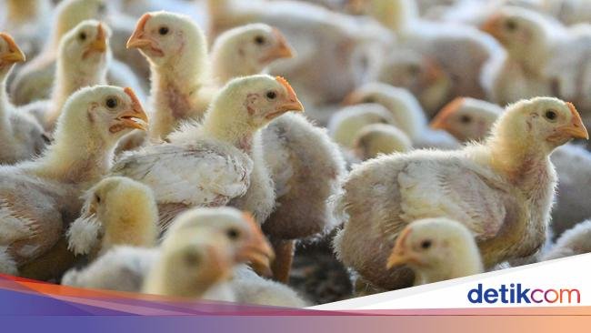 Flu Burung di Jepang Mengganas, Harga Telur dan Daging Ayam Meroket