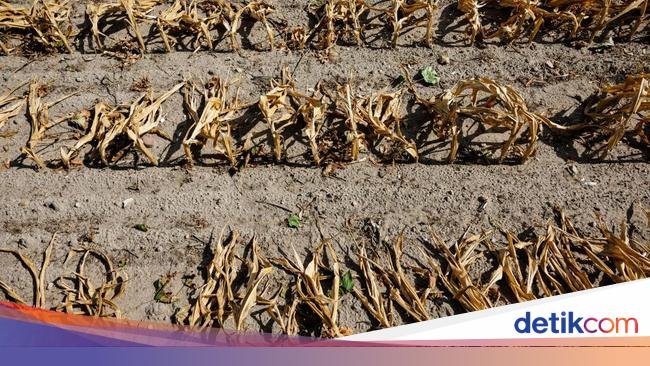 Waduh! Gegara Gelombang Panas, Produksi Pangan RI Bisa Susut 30%