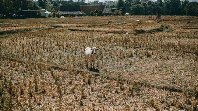 Anggaran-Subsidi Pupuk Turun, Sektor Pertanian Jadi Anak Tiri