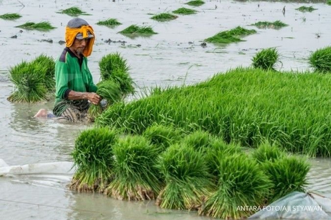 El Nino Diprediksi Melanda Indonesia, Ini Deretan Emiten yang Bakal Terdampak