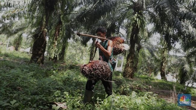 Jutaan Petani Sawit & Peternak Ayam Ternyata Pilih Capres Ini