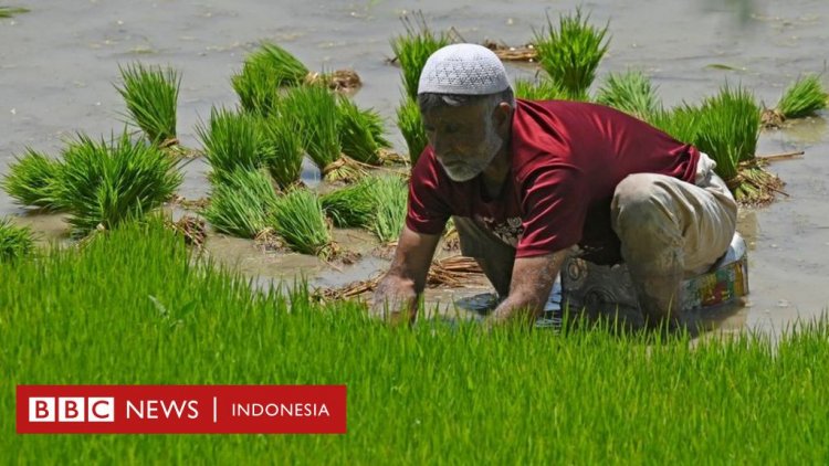 India larang ekspor beras, harga di Indonesia akan 'terkerek naik'