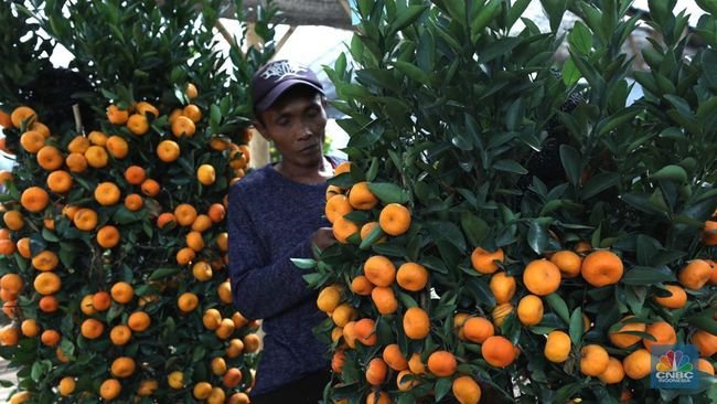 4 Tanda Kiamat Bumi Makin Nyata, Tampak dari Jeruk