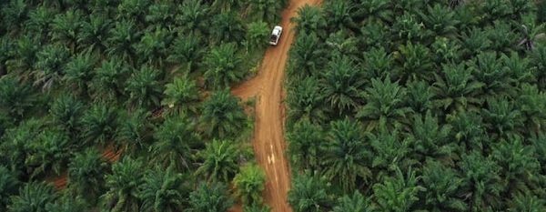 Perkebunan Sawit Indonesia 16,8 Juta Hektar, Yang Bayar Pajak Kurang Separuh, Berikut Langkah Pemerintah