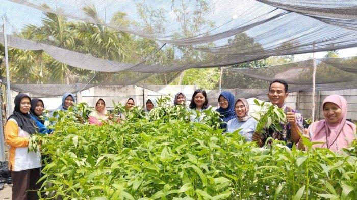 Piloting 2 Kelurahan Berhasil, Panen Selada dan Kangkung 28 Kg Diharapkan Mampu Genjot Inflasi