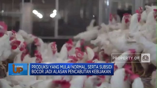 Subsidi Dicabut, Warga Malaysia Serbu Ayam