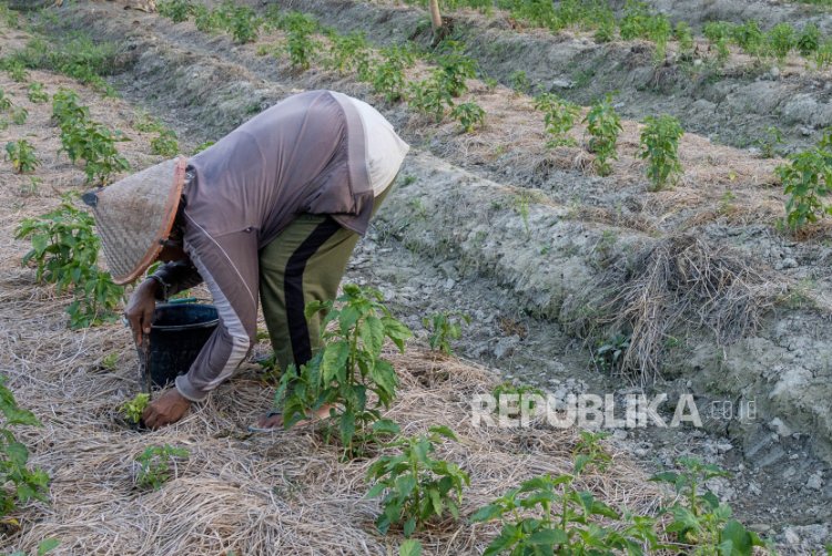 Produksi Beras Turun, Mentan Minta Tambahan Rp 5,83 Triliun untuk Percepatan Tanam