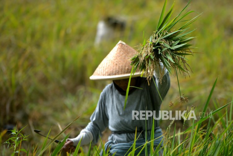 Pengamat: Sukarela atau Terpaksa, Sektor Pertanian di Indonesia Bakal Ditinggalkan