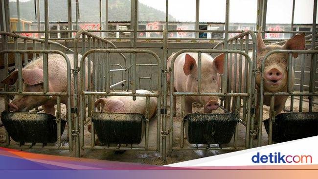 Ekonomi Lesu, Peternak Babi di China Ramai Terlilit Utang