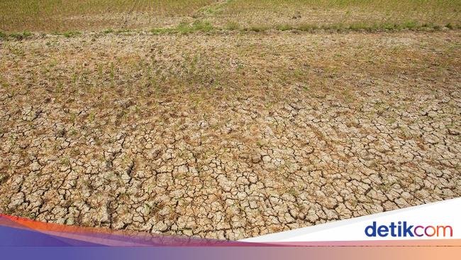 Sama-sama Kena El Nino, RI Sampai Impor Beras, tapi Thailand-Vietnam Bisa Ekspor