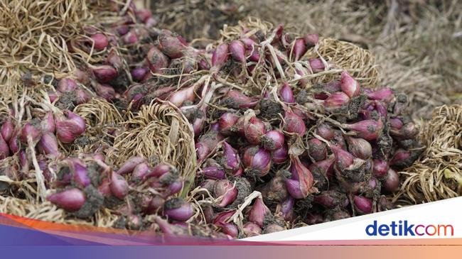 Harga Bawang Merah Diprediksi Turun 30 Hari Lagi