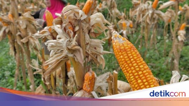 Harga Acuan Jagung Bakal Naik Jadi Rp 5.000/Kg, Gabah Rp 6.000/Kg