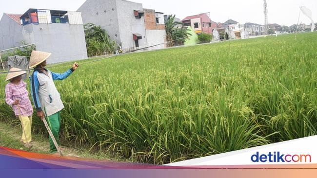 Naiknya Jumlah Petani Gurem