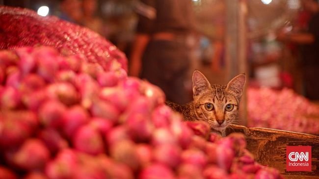 Harga Mahal, Inflasi Bawang Merah Tembus 30,75 Persen Pada Maret 2024