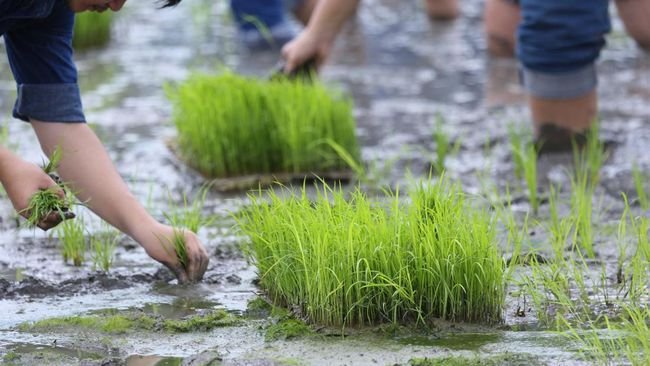 Katanya RI Negara Agraris Tapi Bunga Kredit Untuk Petani Kok Selangit?