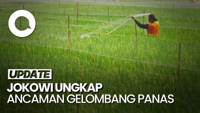 Jokowi: Semua Negara Kena Gelombang Panas, Produksi Beras Turun