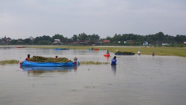 Siap-Siap Pak Jokowi! La Nina Bisa Lebih Kejam dari El Nino