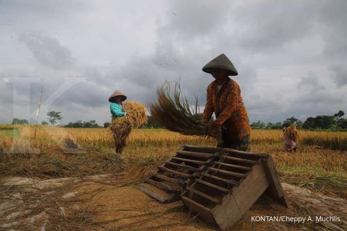 Bank Dunia: Pertumbuhan Produksi Padi Indonesia Kurang 1% Meski Belanja Subsidi Naik