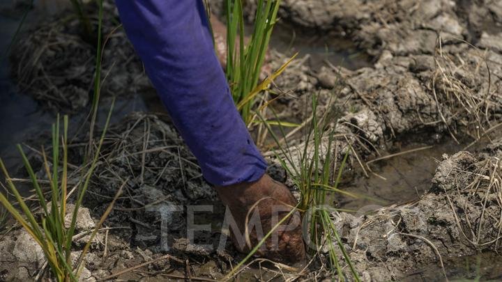 Di Tengah Perubahan Iklim, Bulog Sebut Metode Pertanian dan Distribusi Tradisional Tak Lagi Memadai