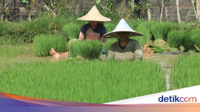 Usulan Bank Dunia Agar Produktivitas Padi di RI Meningkat