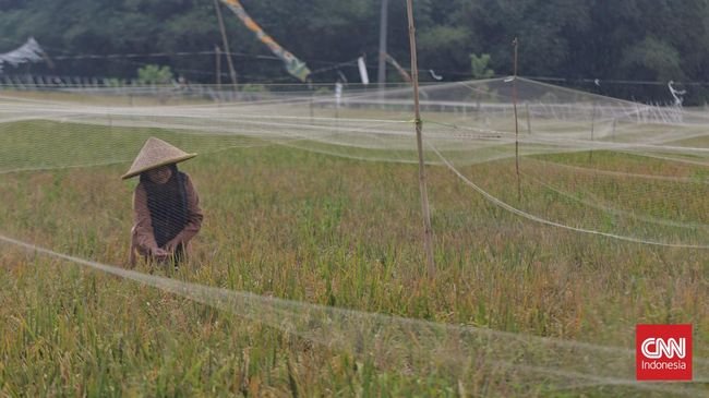 Kenapa Petani RI Banyak yang Miskin dan Susah Sejahtera?