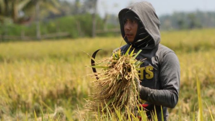 Mentan Sebut Penaikan Harga Gabah dan Jagung Wujud Perhatian Pemerintah terhadap Petani