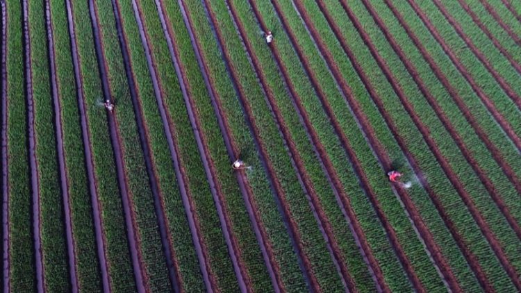 Tak Impor Beras, Pemerintah Siapkan 90 Ton Benih Unggul