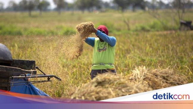 Swasembada Beras Bakal Bermasalah Gegara Harga Gabah Anjlok