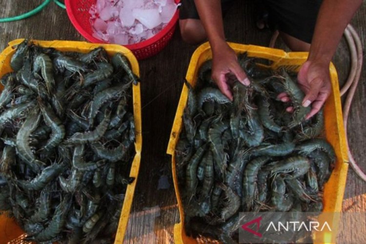 Eksportir udang disarankan optimalkan pasar Jepang-Eropa efek tarif AS