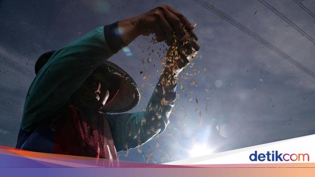 Akankah Kopdes Merah Putih Mampu Basmi Tengkulak?